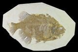 Bargain, Phareodus Fish Fossil - Uncommon Species #138588-1